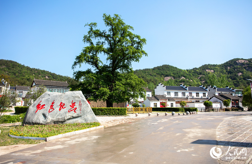 这棵银杏树是红二十五军当年长征出发的集结地。人民网记者 戴泽鑫摄