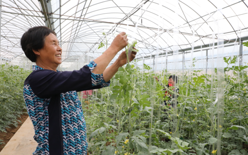 村民在打理西瓜植株。姚谆摄