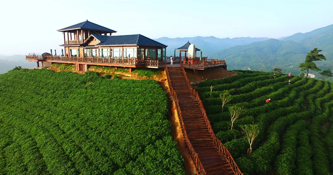 清明浉河茶旅｜赴一场春与茶的诗意之约
