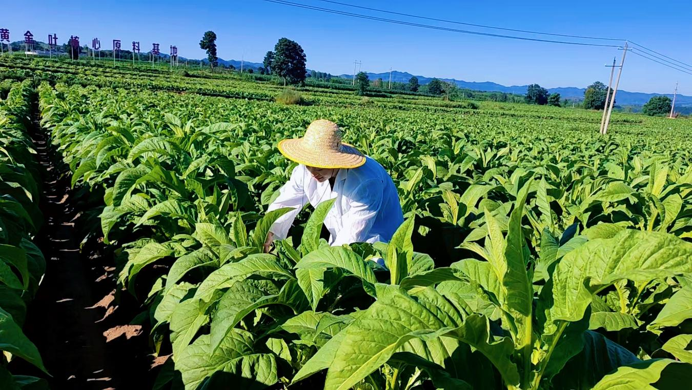 技术人员示范放蜂操作。王明阳摄