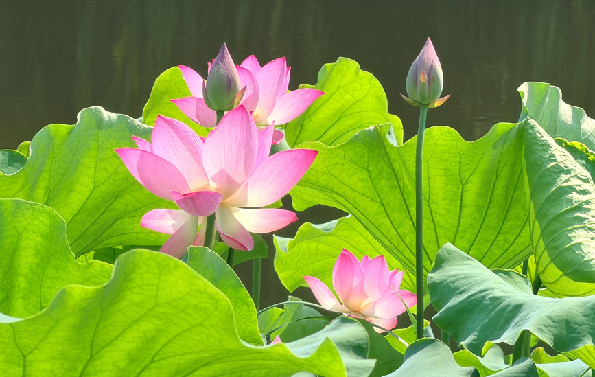 河南郑州：荷花盛放 夏意浓浓