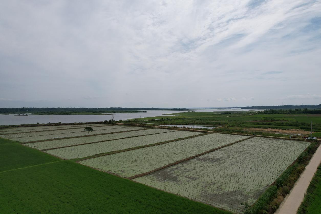 茭白种植基地。信阳浉河区委宣传部供图