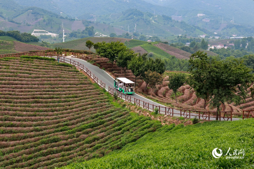 茶山绿意盎然。人民网记者 戴泽鑫摄