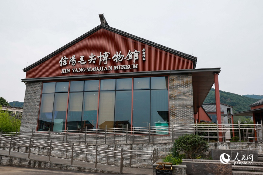 信阳毛尖博物馆。人民网记者 戴泽鑫摄