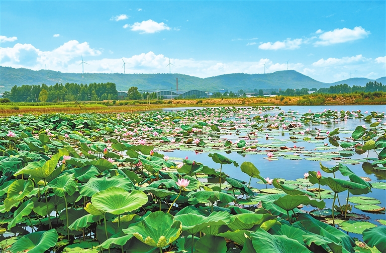 荷塘景色宜人