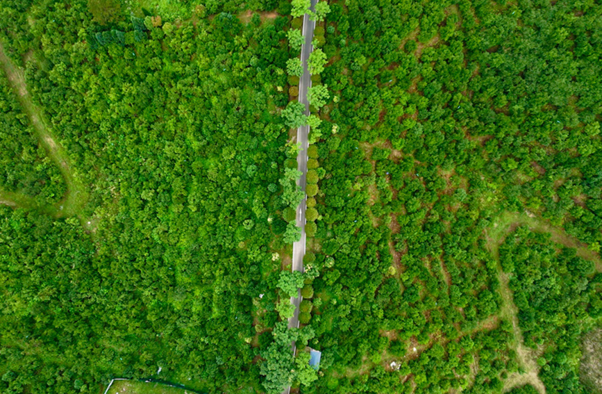 行进中国｜一棵油茶树的致富路
