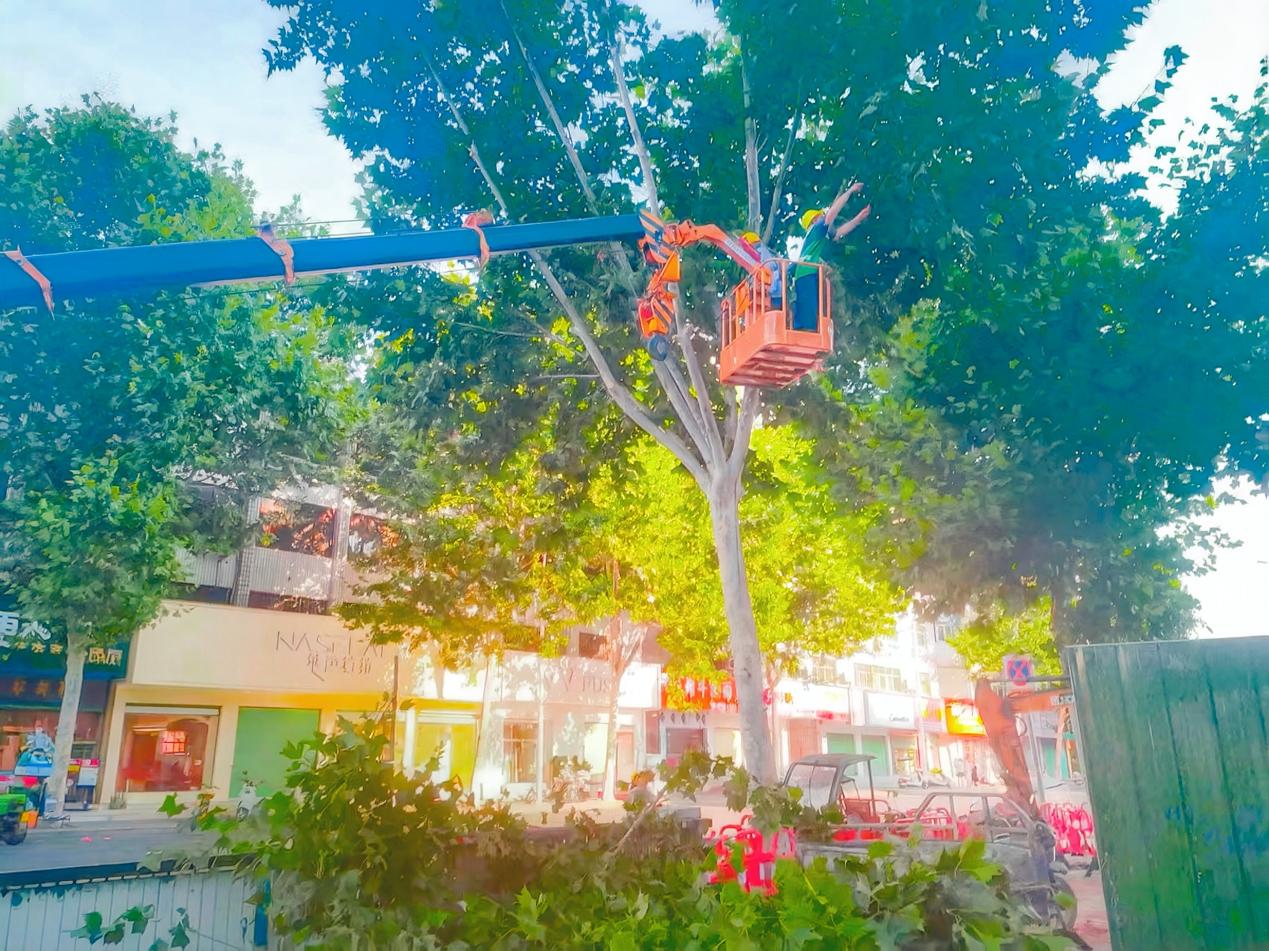 工作人员修剪行道树。受访人供图