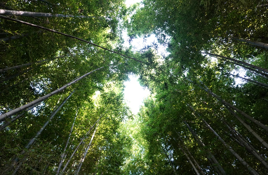 成片竹海郁郁葱葱，尽显生态之美。人民网记者 宋芳鑫摄