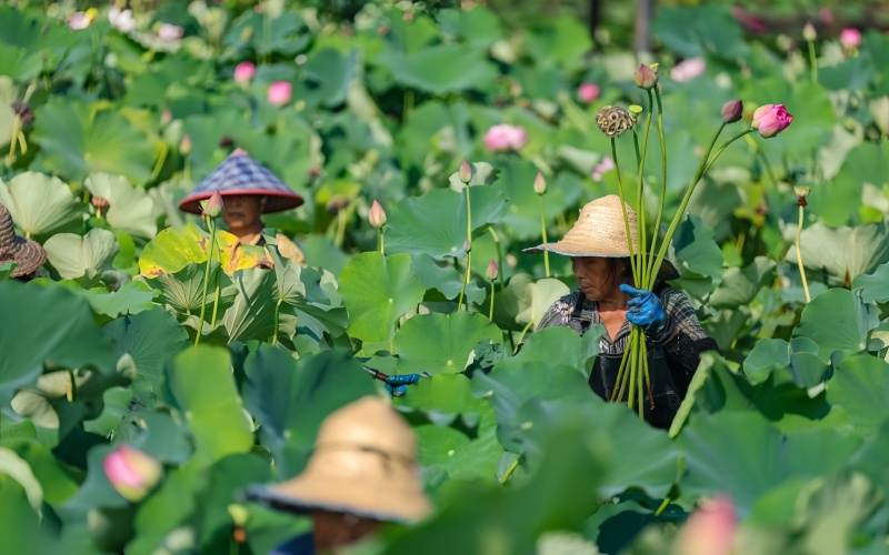 发展荷花产业 培育“美丽经济”