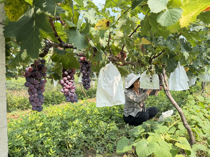 图为封丘县应举镇高吕寨村村民在大棚内采摘成熟的葡萄。封丘县委宣传部供图