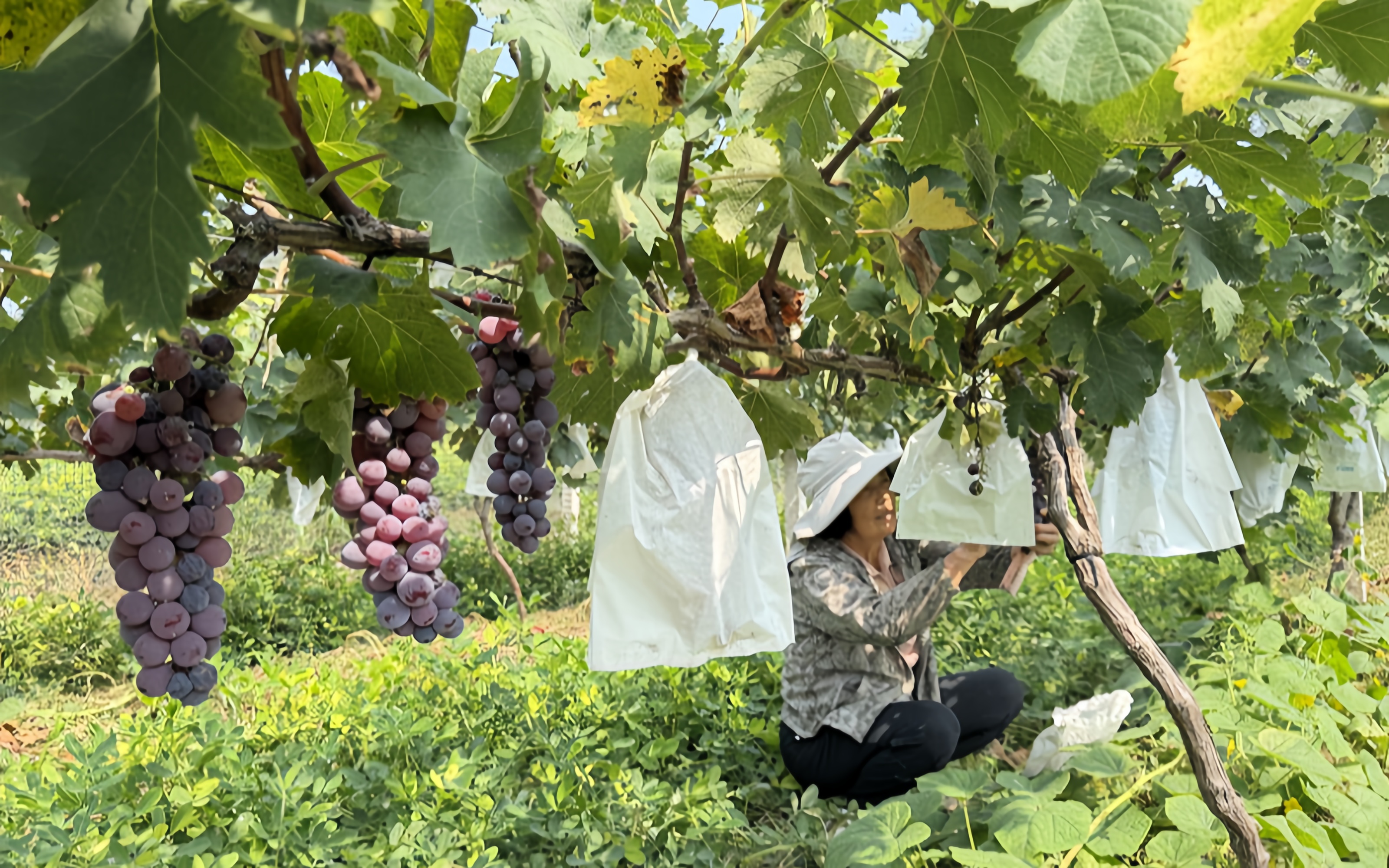 河南封丘：一村一品兴产业 特色沃土绘振兴