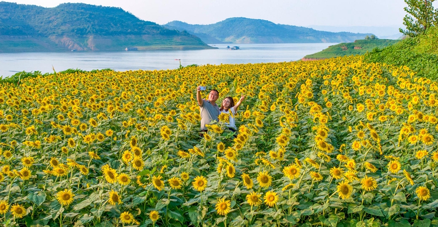 仓头镇云水村黄河岸边油葵花海。张怡熙摄