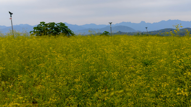 何村柴胡基地。赵明辰摄
