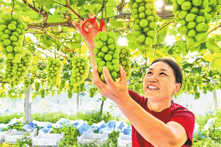 五谷晒中原 沃野绘金秋