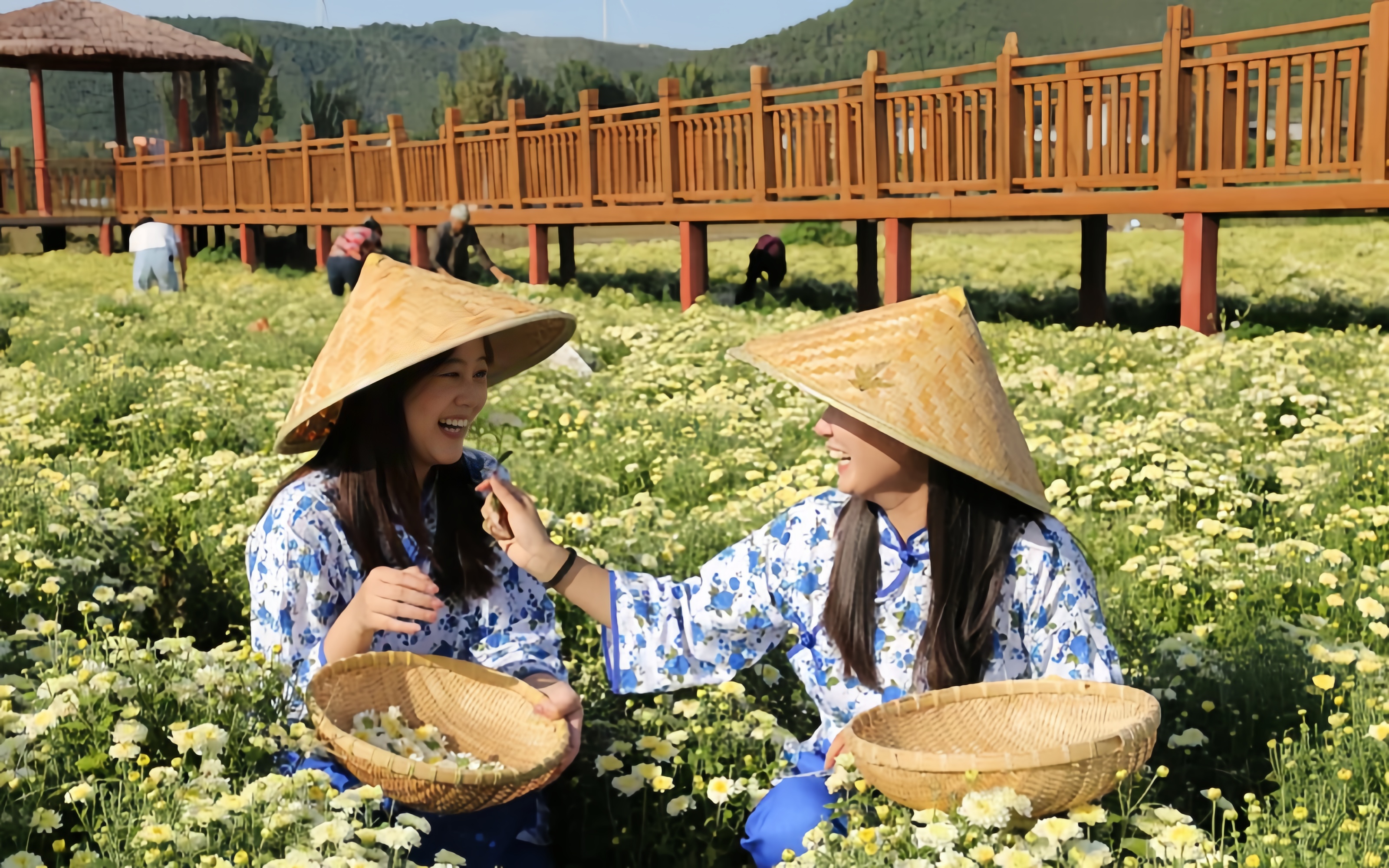 一朵田间菊 一片富民花
