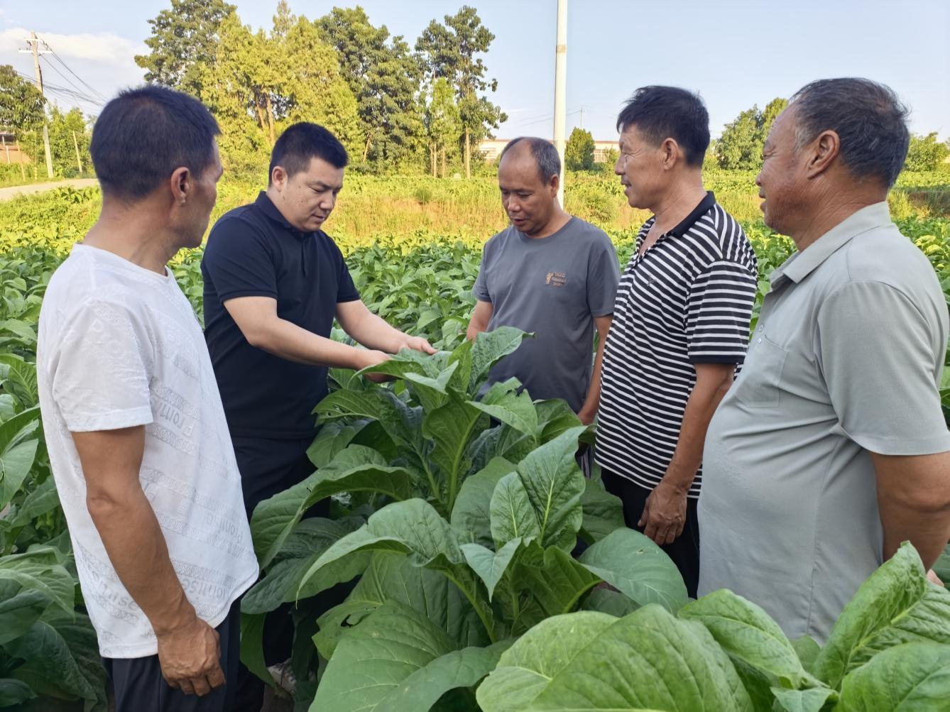 烟叶技术员田间实地培训，手把手传授技术。王硕摄