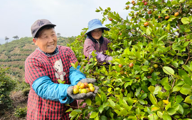一树油茶结金果 层层秋实富山乡