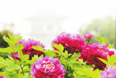 洛阳牡丹赏花游园活动4月1日启动,花情预报来了